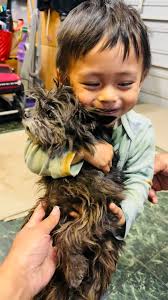 Roxy Girl adoption from Kendall County Animal Control