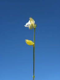 Image result for Lentibulariaceae