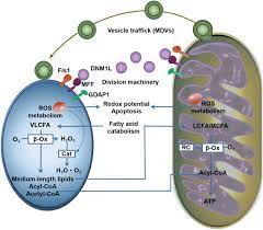 Maybe you would like to learn more about one of these? Communication Between Mitochondria And Other Organelles A Brand New Perspective On Mitochondria In Cancer Cell Bioscience Full Text