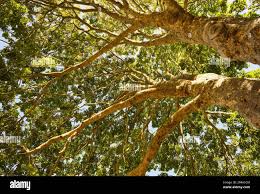 Image result for Khaya anthotheca