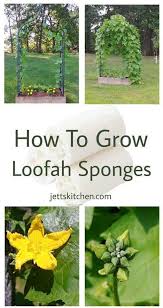 Loofah Sponge How To Grow Luffa Plants Jett S Kitchen Loofah Sponge Plants Loofah