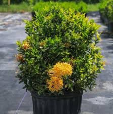 Image result for Ixora nana