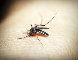 The fantastic pest control team shares the most widely used pest control methods in the industry. Pest Control Nonprofit Seguin Tx