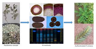 Image result for Phyllanthus amarus