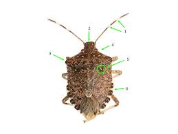 Image result for Heteromorpha stenophylla