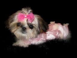 Omg I Want Sweet Tooth Imperial Shih Tzus Of Salt Lake City Utah Breeder Of Chinese Imperial Shih Tzu Imperi Shih Tzu Puppy Shih Tzu Dog Shitzu Dogs