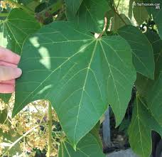 Image result for Firmiana simplex