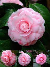 Visit To Buy Real 100 Pcs Pink Double Color Camellia Seeds Potted Garden Flower Seeds Potted Ornamental Plants Japanes Flower Seeds Bonsai Flower Flower Pots