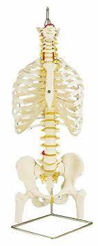 In vertebrate anatomy, ribs (costae) are the long curved bones which form the rib cage. Anatomy Model Human Spine Ribs Femurs