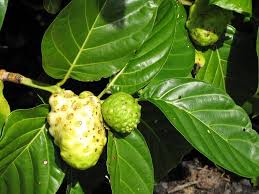 Disini saya memberikan bahan dan cara untuk membuat jamu tradisional untuk campuran pakan lovebird yang berkhasiat menjadikan lovebird anda gacor dan konslet. Manfaat Daun Mengkudu Untuk Lovebird Dan Cara Aman Meracik