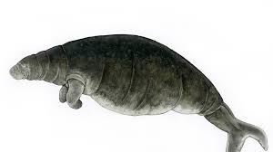 Image result for steller's sea cow