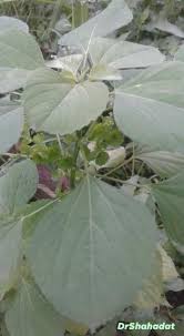 Image result for Elytraria acaulis