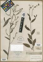 Image result for Cynoglossum lanceolatum