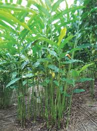 Setelah mengetahui hal ini, kamu bisa menentukan apakah daerah rumahmu cocok. Bunga Penyedap Masakan