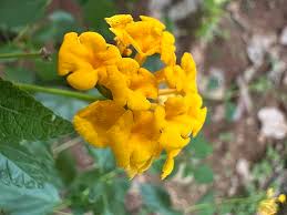 Image result for Lantana angolensis