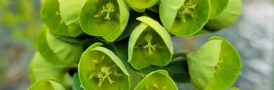 Image result for Euphorbia ugandensis