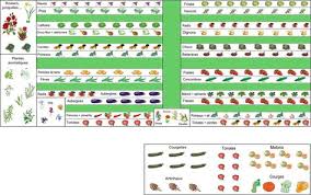L Antre D Un Panda Naissance D Un Jardin Potager Bio Amazing Gardens How To Plan Garden Crafts