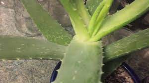 For instance, if it's curtains and they're relatively sheer, your houseplant isn't getting direct sunlight anymore. Aloe With Not Enough Light And Aloe With Too Much Youtube