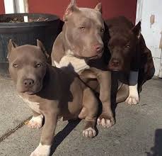 Beauty Pitbull Pitbull Terrier Cute Animals Beautiful Dogs