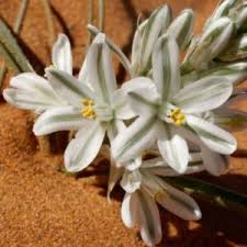 Image result for Crossandra greenstockii