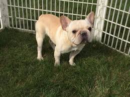 Hours may change under current circumstances French Bulldog Puppies For Sale In Indiana Chicago Family Puppies