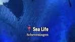 Exploring Sea Life in Scheveningen with Family - TikTok