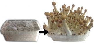 mycelium kit magic mushrooms growing