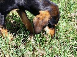 What Do I Do If My Dog Eats A Cricket Pethelpful