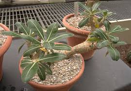 Image result for Pachypodium