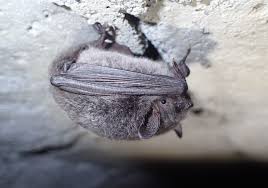 モモジロコウモリ - Wikipedia