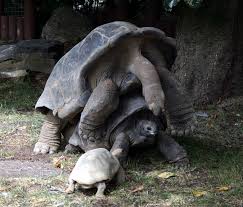 Aldabra Giant Tortoise - A-Z Animals