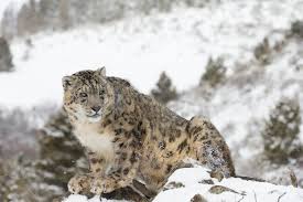 Join the movement that has reached millions of athletes and coaches; Snow Leopards Of Central Asia Silk Road Adventures