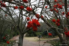Image result for Erythrina abyssinica × lysistemon