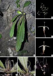 Image result for Colletoecema