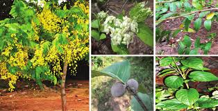 Image result for Flabellaria paniculata