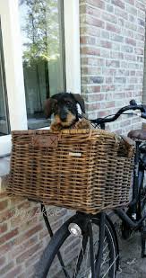 Dachshund Cuteness In Bike A Basket Wire Haired Dachshund Wiener Dog Weiner Dog
