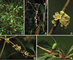 Image result for Sericanthe chimanimaniensis
