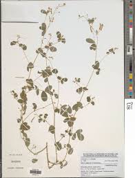 Image result for Grona hirta