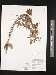 Image result for Crotalaria micans