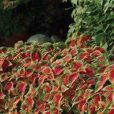 Image result for Coleus zombensis