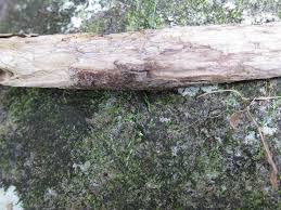 Image result for Acroceras