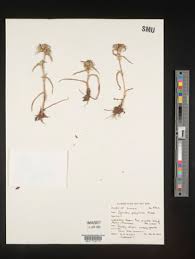 Image result for Cyanotis foecunda