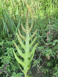 Image result for Microsorum scolopendria