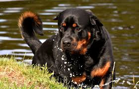 Find rottweiler puppies and breeders in your area and helpful rottweiler information. Rottweiler Hund Charakter Ernahrung Pflege