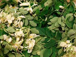 Check spelling or type a new query. Moringa The Miracle Tree