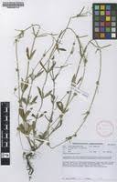 Image result for Spermacoce natalensis