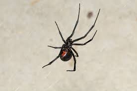 The black widow spider (latrodectus spp.) is a spider notorious for its neurotoxic venom (a toxin that acts specifically on nerve cells). Western Black Widow Spiders And Insects Of The Sunol Region Bioblitz Inaturalist