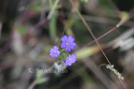 Image result for Buchnera hispida