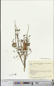 Image result for Ascolepis capensis