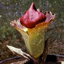 Image result for Amorphophallus goetzei